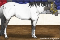 Horse Color:White Spotted Black Near Fewspot 
