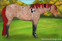 Horse Color:Painted White Spotted Bay Roan 