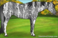 Horse Color:White Spotted Black Ice 