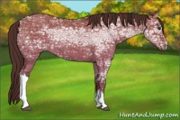 Horse Color:Liver Red Dun Ice 