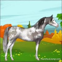 Horse Color:White Spotted Liver Red Dun Ice Splash Rabicano 