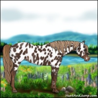 Horse Color:Liver Chestnut Appaloosa 