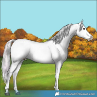 Horse Color:Plaid  White Spotted Silver Brown Onyx Sabino Varnish 