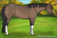 Horse Color:Brown Dun 