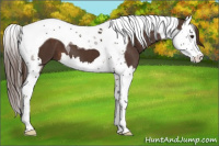 Horse Color:Liver Chestnut Splash Tobiano 