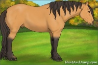 Horse Color:Buckskin 