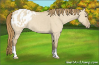 Horse Color:Classic Cream Champagne Dun Appaloosa