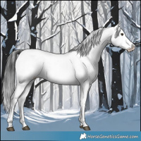 Horse Color:Liver Chestnut Appaloosa 