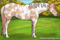 Horse Color:White Spotted Gold Champagne 