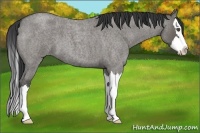 Horse Color:Grullo Roan Splash 