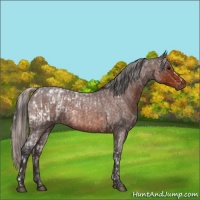 Horse Color:Brown Ice Roan Appaloosa and Silver Brown Roan