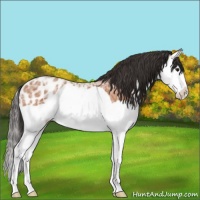 Horse Color:Bay Ice Splash Appaloosa
