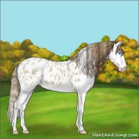 Horse Color:Classic Cream Champagne Ice Dun Sabino Splash Near Leopard