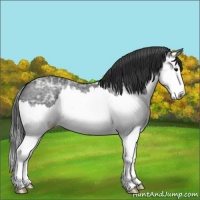 Horse Color:Black Ice Splash Appaloosa