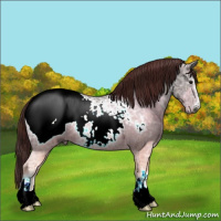 Horse Color:Gray Plaid  Chocolate Brown Ice Sabino Snowcap 