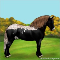 Horse Color:Chestnut Ice Splash 