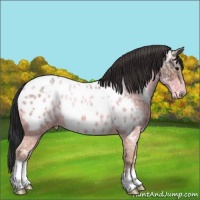 Horse Color:Bay Ice Appaloosa