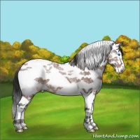 Horse Color:Bay Ice Sabino Splash Appaloosa Rabicano