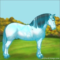 Horse Color:Thunderstruck White Spotted Bay Onyx Splash Appaloosa 