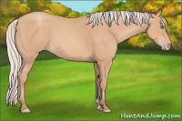 Horse Color:Silver Amber Champagne