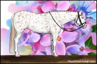 Horse Color:Gold Champagne Appaloosa and Gold Champagne Splash Appaloosa