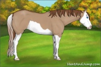 Horse Color:Red Dun Splash 
