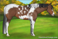 Horse Color:Bay Tobiano Frame 