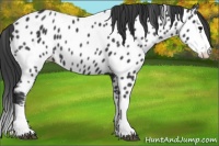 Horse Color:Black Splash Appaloosa 