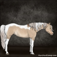 Horse Color:Silver Brown Dun Sabino Tobiano Rabicano