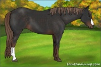 Horse Color:Liver Chestnut 