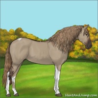 Horse Color:Liver Red Dun Tobiano