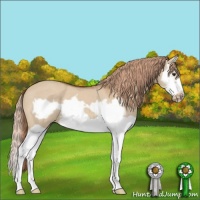 Horse Color:Red Dun Splash Frame