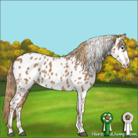 Horse Color:Chestnut Appaloosa
