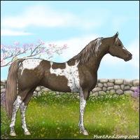 Horse Color:Chocolate Palomino Tobiano 