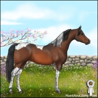 Horse Color:Bay Tobiano
