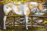 Horse Color:Buckskin Sabino Tobiano Frame 