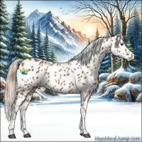 Horse Color:Chestnut Sabino Appaloosa 