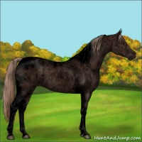 Horse Color:Void Liver Chestnut Tobiano 