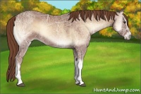 Horse Color:Red Onyx Ice 