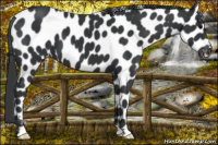 Horse Color:Black Appaloosa