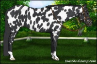 Horse Color:Black Near Leopard 