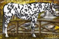 Horse Color:Black Appaloosa