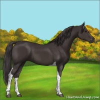 Horse Color:Smoky Black Tobiano