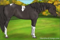 Horse Color:Smoky Black Tobiano 