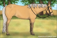 Horse Color:Silver Buckskin 