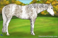 Horse Color:White Spotted Silver Smoky Grullo 