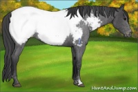 Horse Color:Blue Roan Appaloosa 