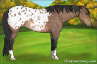 Horse Color:Bay Appaloosa 