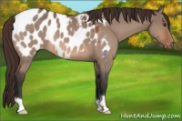 Horse Color:Brown Roan Dun Appaloosa 