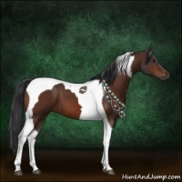 Horse Color:Brown Tobiano 